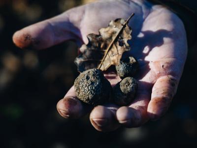 IL TARTUFO NERO PREGIATO DEL CUNEESE